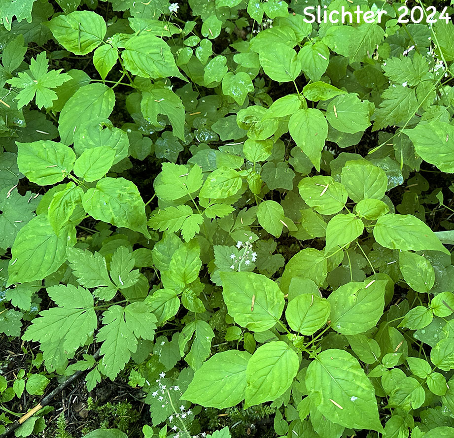 Enchanter's Nightshade, Small Enchanter's Nightshade: Circaea alpina ssp. pacifica (Synonyms: Circaea alpina, Circaea alpina ssp. alpina, Circaea alpina var. pacifica, Circaea pacifica)