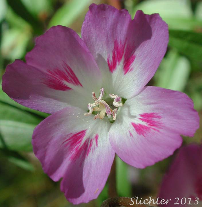 Lindley's Clarkia, Farewell to Spring, Herald-of-summer, Yellow Clarkia: Clarkia amoena var. lindleyi (Synonym: Clarkia amoena ssp. lindleyi)