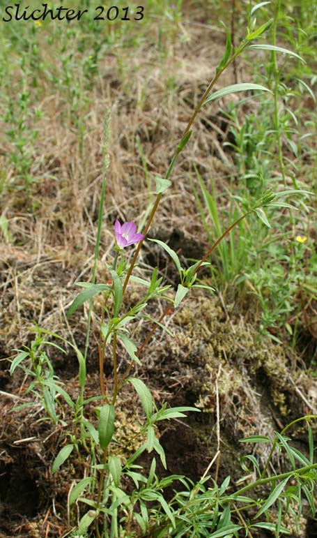 Lindley's Clarkia, Farewell to Spring, Herald-of-summer, Yellow Clarkia: Clarkia amoena var. lindleyi (Synonym: Clarkia amoena ssp. lindleyi)