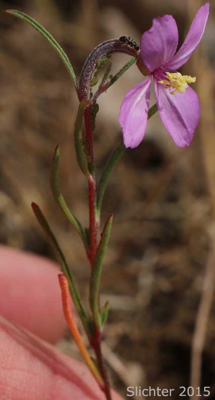 Slender Clarkia, Slender Godetia: Clarkia gracilis ssp. gracilis (Synonyms: Godetia amoena var. concolor, Godetia amoena var. gracilis)