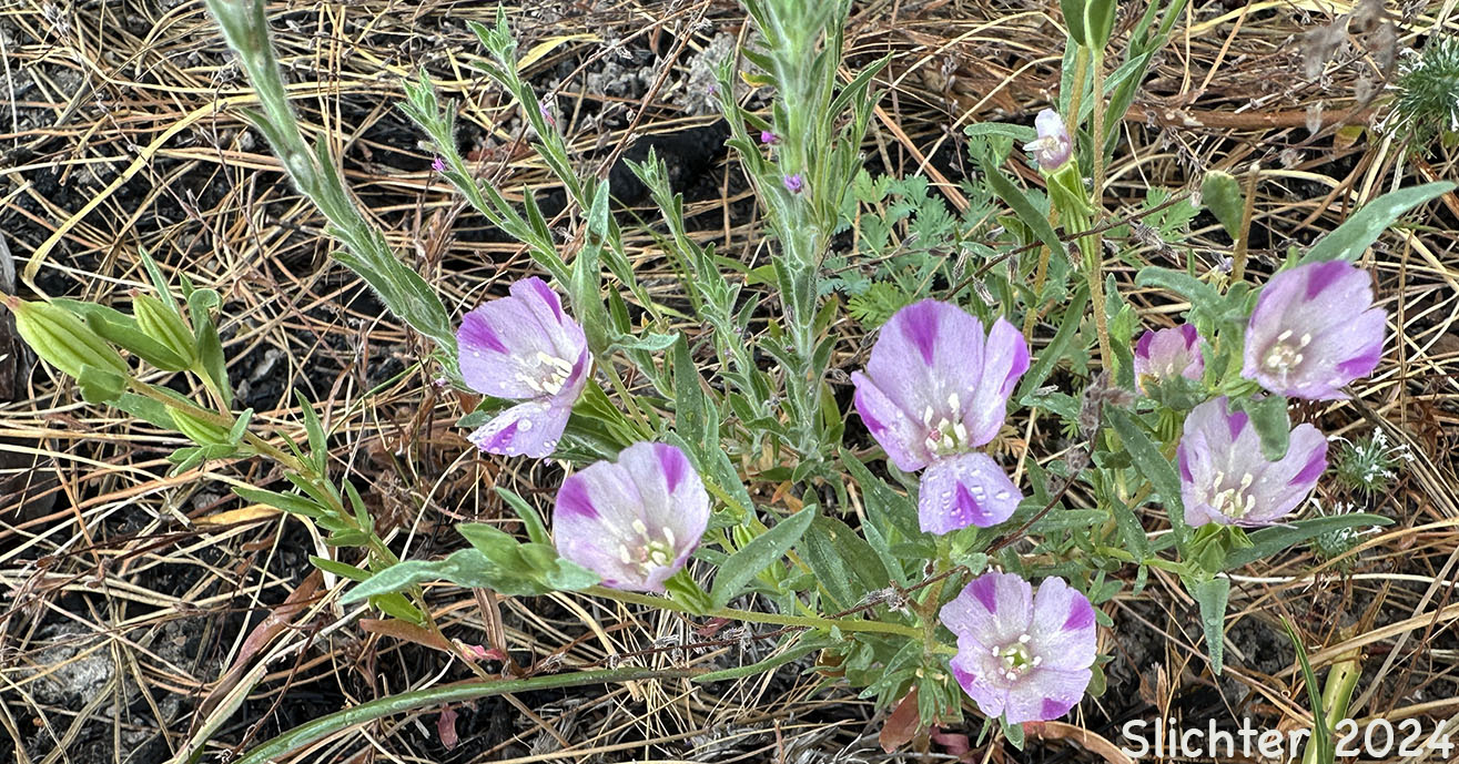 Four-spot, Small-flowered Godetia: Clarkia purpurea ssp. quadrivulnera (Synonyms: Clarkia quadrivulnera, Godetia purpurea var. parviflora, Godetia quadrivulnera)