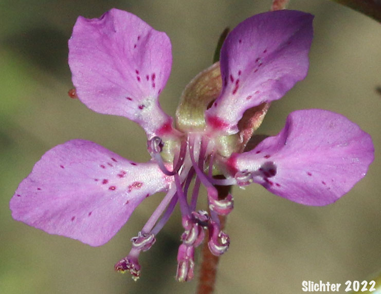 Common Clarkia, Diamond Clarkia, Diamond Fairyfan: Clarkia rhomboidea