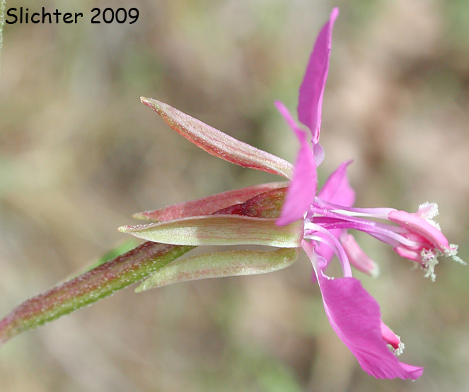 Clarkia rhomboidea