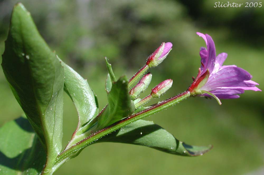 Ciliate Willowherb, Common Willowherb: Epilobium ciliatum ssp. glandulosum (Synonyms: Epilobium adnocaulon var. cinerascens, Epilboium adenocaulon var. occidentale, Epilobium brevistylum var. brevistylum, Epilobium ciliatum var. glandulosum, Epilobium glandulosum, Epilobium glandulosum var. glandulosum, Epilobium glandulosum var. occidentale, Epilobium watsonii var. occidentale)