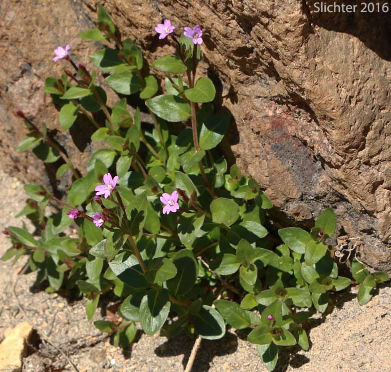 Club-pod Willowherb, Talus Willowherb: Epilobium clavatum (Synonyms: Epilobium alpinum var. albiflorum, Epilobium alpinum var. clavatum)
