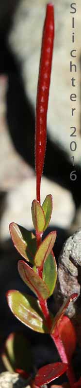 Fruit of Club-pod Willowherb, Talus Willowherb: Epilobium clavatum (Synonyms: Epilobium alpinum var. albiflorum, Epilobium alpinum var. clavatum)