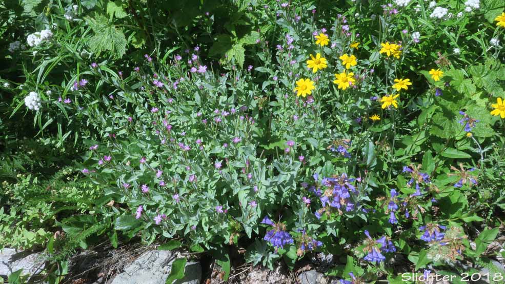 Smooth Willowweed, Glaucus Willowherb: Epilobium glaberrimum ssp. glaberrimum (Synonym: Epilobium glaberrimum var. glaberrimum)