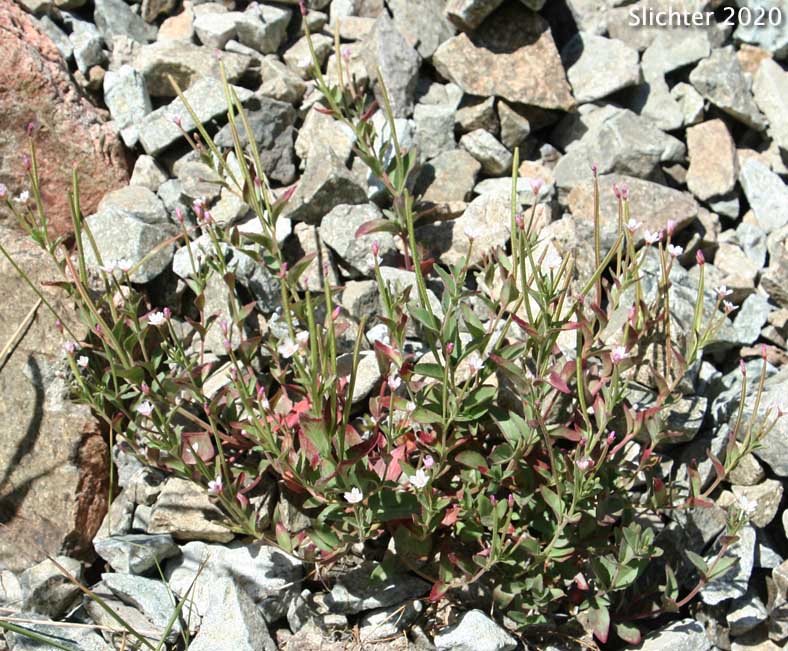 Smooth Willowweed, Glaucous Willowherb: Epilobium glaberrimum ssp. glaberrimum (Synonym: Epilobium glaberrimum var. glaberrimum)