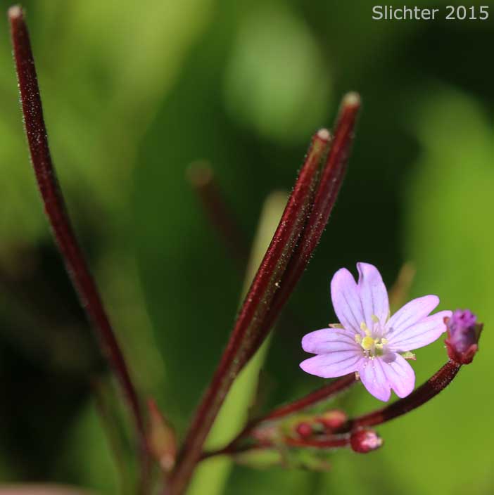 Flower and fruits of Hornemann's Willowherb, Alpine Willowherb: Epilobium hornemannii ssp. hornemannii (Synonyms: Epilobium alpinum, Epilobium alpinum var. nutans, Epilobium hornemannii var. hornemannii)