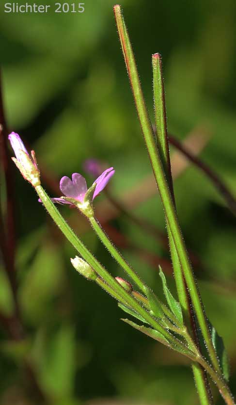 Flower and fruits of Hornemann's Willowherb, Alpine Willowherb: Epilobium hornemannii ssp. hornemannii (Synonyms: Epilobium alpinum, Epilobium alpinum var. nutans, Epilobium hornemannii var. hornemannii)
