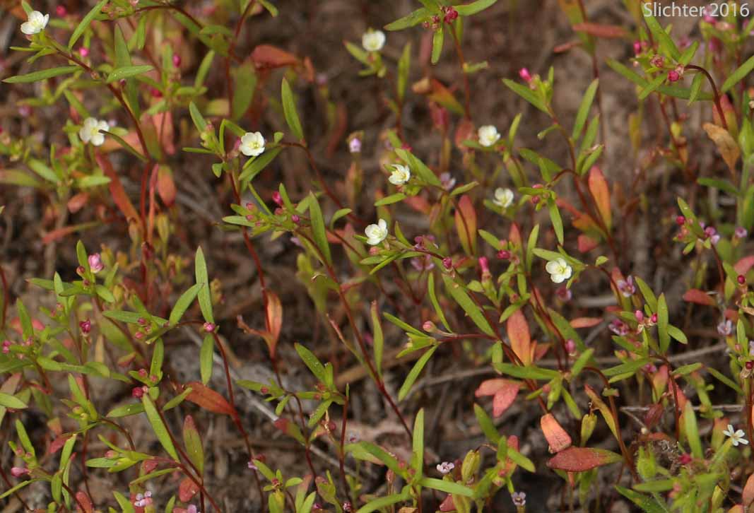 Nuttall's Groundsmoke, Spreading Groundsmoke: Gayophytum diffusum ssp. parviflorum (Synonyms: Gayophytum diffusum var. strictipes, Gayophytum helleri var. erosulatum, Gayophytum intermedium, Gayophytum lasiospermum, Gayophytum lasiospermum var. hoffmannii, Gayophytum lasiospermum var. lasiospermum, Gayophytum nuttallii, Gayophytum nuttallii var. abramsii, Gayophytum nuttallii var. intermedium, Gayophytum nuttallii var. nuttallii)