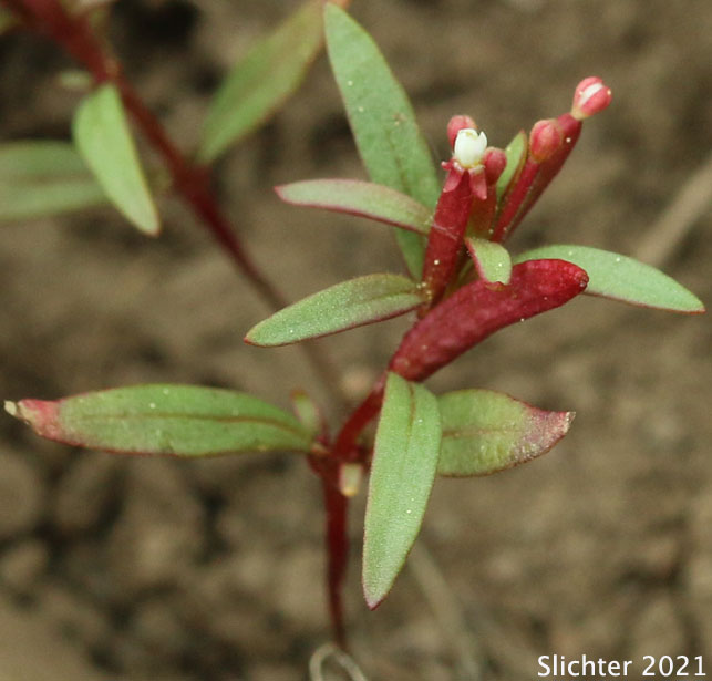 Dwarf Groundsmoke: Gayophytum humile (Synonyms: Gayophytum humile var. hirtellum, Gayophytum humile var. humile, Gayophytum nuttallii)