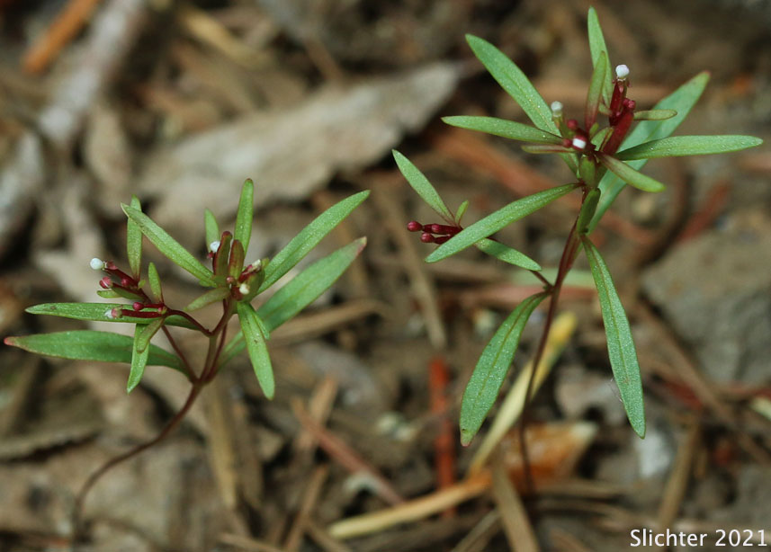 Dwarf Groundsmoke: Gayophytum humile (Synonyms: Gayophytum humile var. hirtellum, Gayophytum humile var. humile, Gayophytum nuttallii)