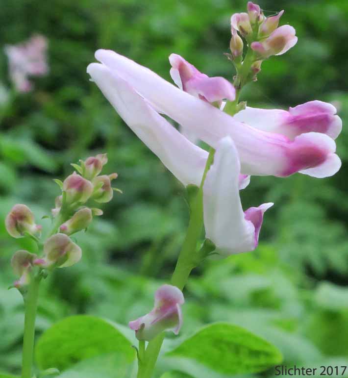 Raceme of the Scouler's Fumewort, Scouler's Corydalis, Western Corydalis: Corydalis scouleri