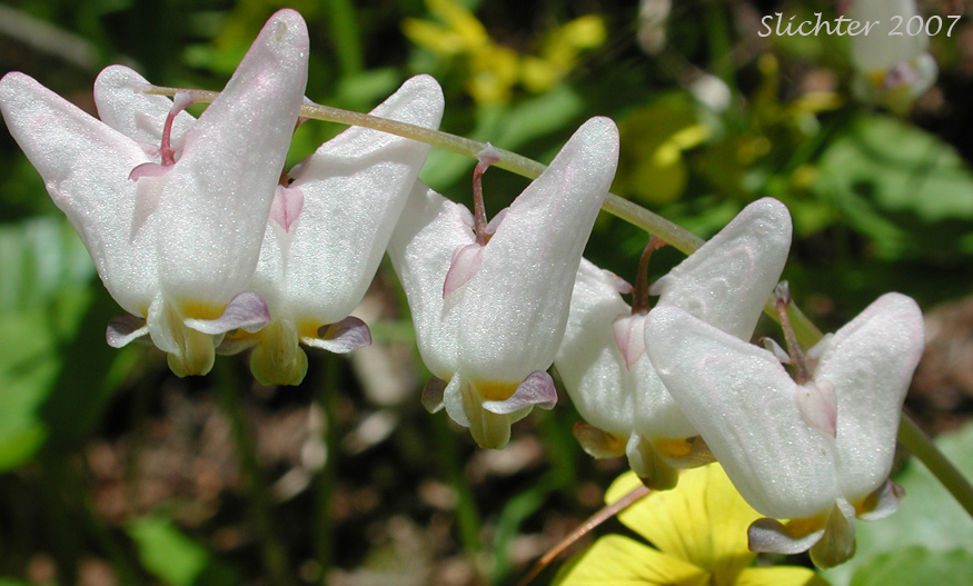 Western Dutchman's Breeches: Dicentra cucullaria