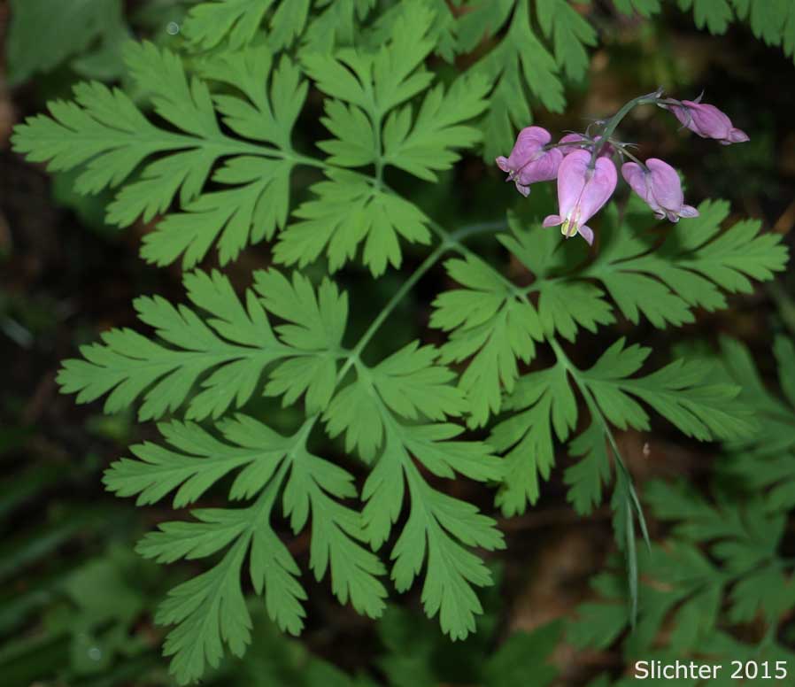 Bleedingheart, Bleeding Heart, Pacific Bleeding Heart: Dicentra formosa ssp. formosa (Synonyms: Dicentra formosa var. breviflora, Dicentra formosa var. brevifolia, Dicentra formosa var. brevipes, Dicentra formosa var. formosa)