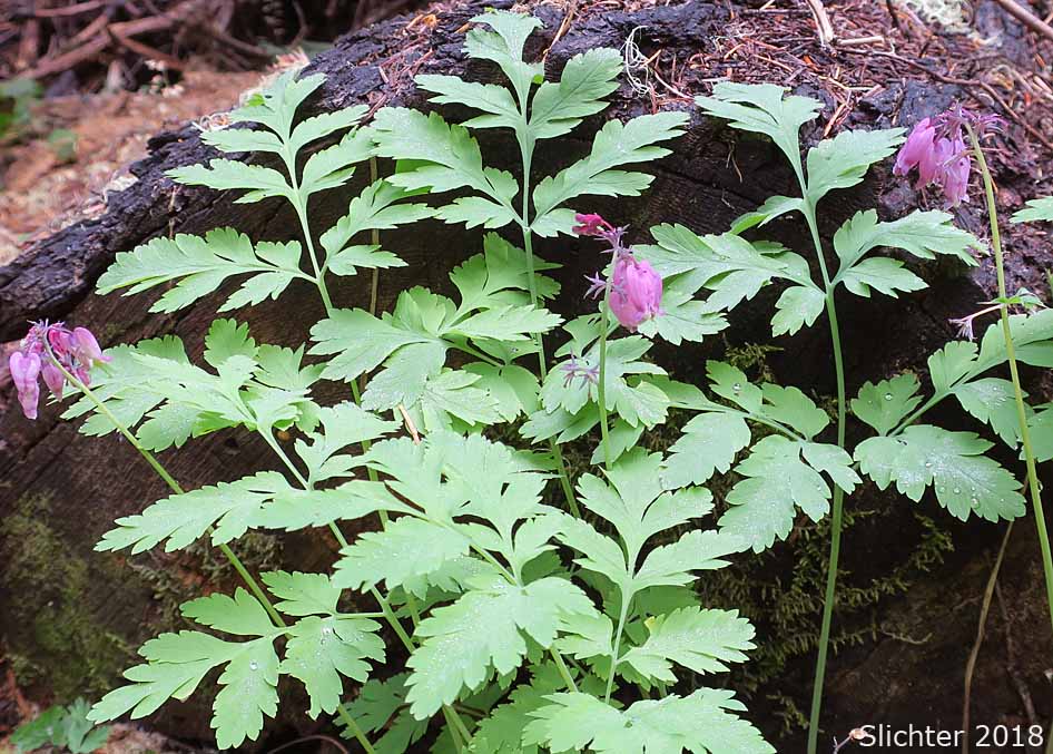 Bleedingheart, Bleeding Heart, Pacific Bleeding Heart: Dicentra formosa ssp. formosa (Synonyms: Dicentra formosa var. breviflora, Dicentra formosa var. brevifolia, Dicentra formosa var. brevipes, Dicentra formosa var. formosa)