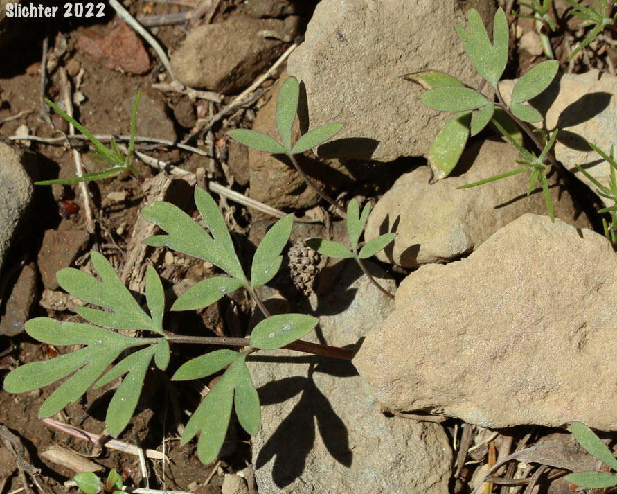 Leaves of Longhorn Steer's-head, Long-horn Steer's-head, One-flowered Dicentra, Steer's Head: Dicentra uniflora