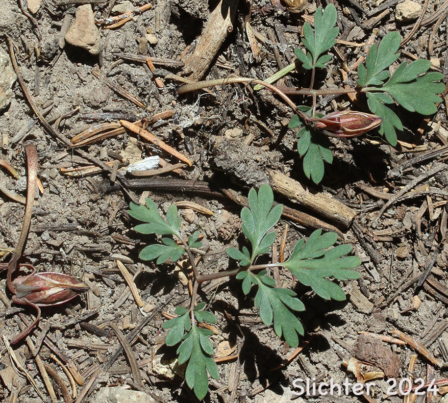 Longhorn Steer's-head, Long-horn Steer's-head, One-flowered Dicentra, Steer's Head: Dicentra uniflora