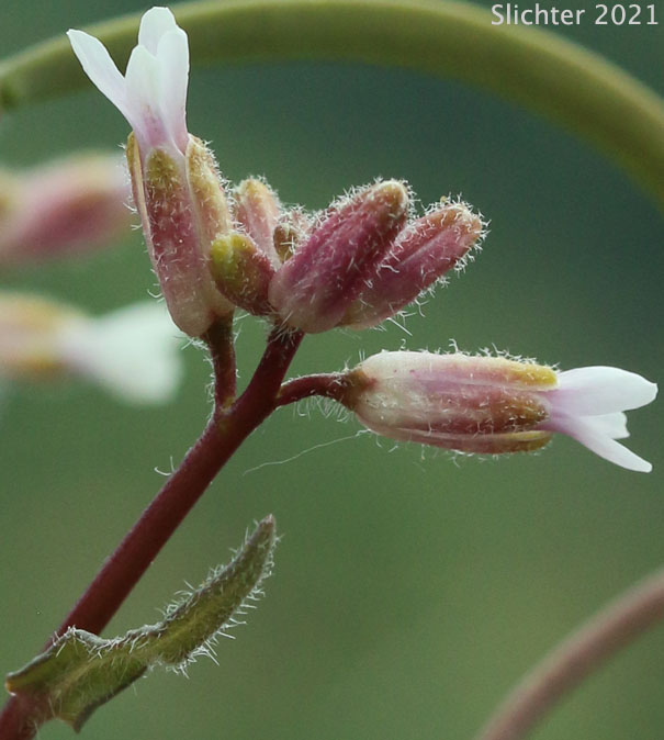 Brewer's Rockcress: Boechera breweri ssp. breweri (Synonym: Arabis breweri var. breweri)