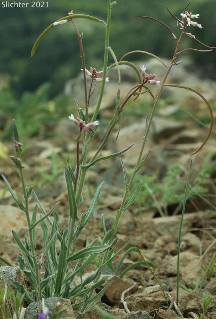 Brewer's Rockcress: Boechera breweri ssp. breweri (Synonym: Arabis breweri var. breweri)