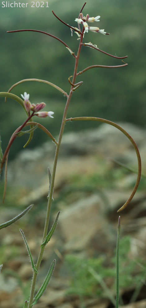 Brewer's Rockcress: Boechera breweri ssp. breweri (Synonym: Arabis breweri var. breweri)