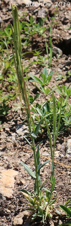 Canadian Rockcress, Drummond's Rockcress: Boechera stricta (Synonyms: Arabis albertina, Arabis brachycarpa, Arabis confinis, Arabis connexa, Arabis drummondii, Arabis drummondii var. connexa, Arabis drummondii var. oxyphylla, Arabis oxyphylla, Boechera angustifolia, Boechera brachycarpa, Boechera drummondii, Erysimum drummondii, Turritis drummondii)