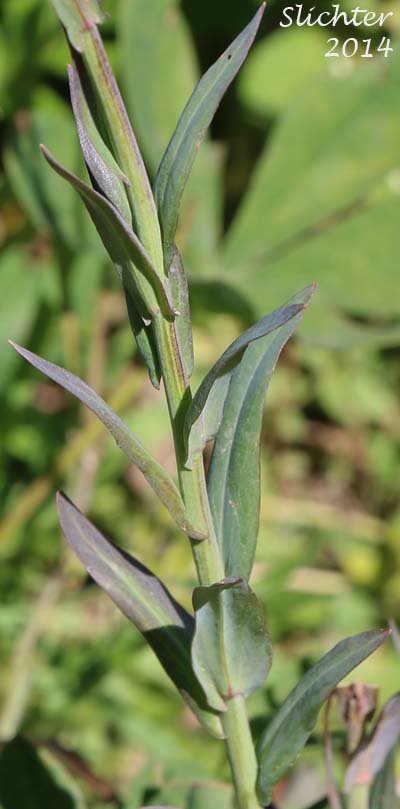 Stem leaves of Canadian Rockcress, Drummond's Rockcress: Boechera stricta (Synonyms: Arabis albertina, Arabis brachycarpa, Arabis confinis, Arabis connexa, Arabis drummondii, Arabis drummondii var. connexa, Arabis drummondii var. oxyphylla, Arabis oxyphylla, Boechera angustifolia, Boechera brachycarpa, Boechera drummondii, Erysimum drummondii, Turritis drummondii)
