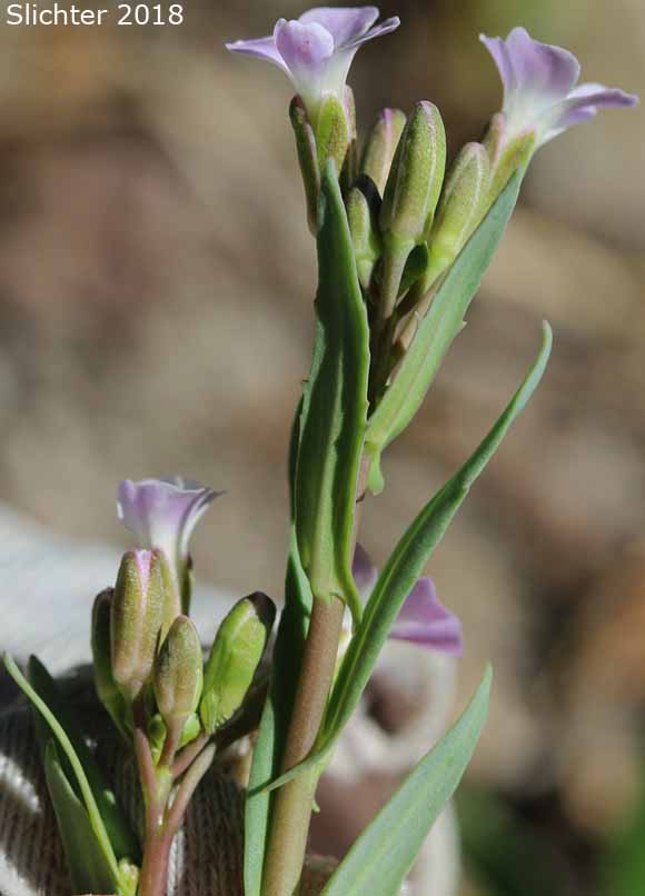 Canadian Rockcress, Drummond's Rockcress: Boechera stricta (Synonyms: Arabis albertina, Arabis brachycarpa, Arabis confinis, Arabis connexa, Arabis drummondii, Arabis drummondii var. connexa, Arabis drummondii var. oxyphylla, Arabis oxyphylla, Boechera angustifolia, Boechera brachycarpa, Boechera drummondii, Erysimum drummondii, Turritis drummondii)