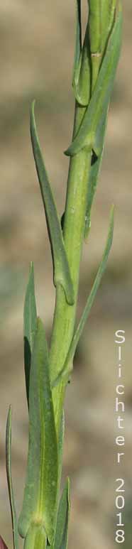 Canadian Rockcress, Drummond's Rockcress: Boechera stricta (Synonyms: Arabis albertina, Arabis brachycarpa, Arabis confinis, Arabis connexa, Arabis drummondii, Arabis drummondii var. connexa, Arabis drummondii var. oxyphylla, Arabis oxyphylla, Boechera angustifolia, Boechera brachycarpa, Boechera drummondii, Erysimum drummondii, Turritis drummondii)