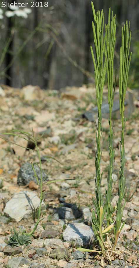 Canadian Rockcress, Drummond's Rockcress: Boechera stricta (Synonyms: Arabis albertina, Arabis brachycarpa, Arabis confinis, Arabis connexa, Arabis drummondii, Arabis drummondii var. connexa, Arabis drummondii var. oxyphylla, Arabis oxyphylla, Boechera angustifolia, Boechera brachycarpa, Boechera drummondii, Erysimum drummondii, Turritis drummondii)