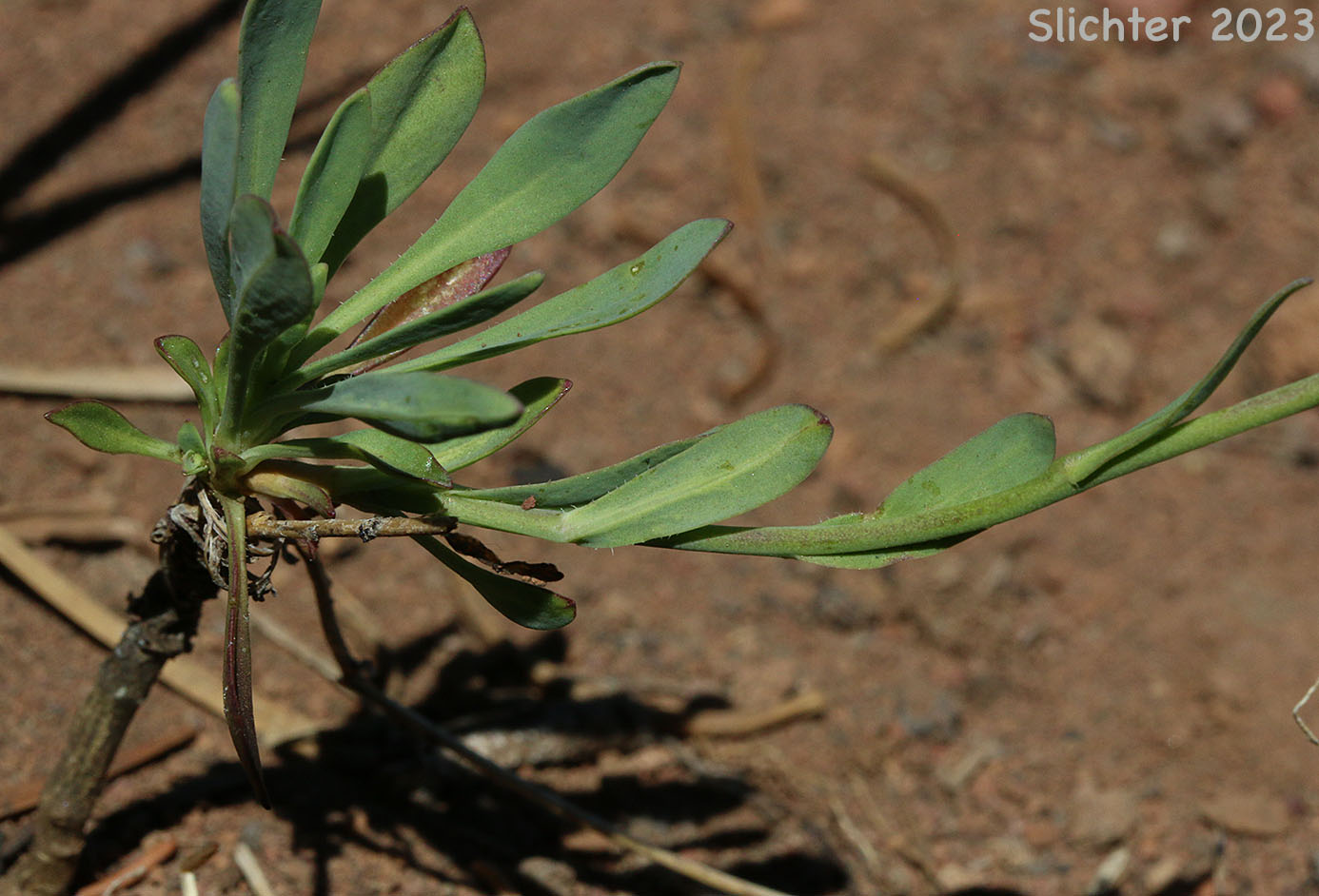 Howell's Flatseed Rockcress: Boechera howellii (Synonyms: Arabis howellii, Arabis platysperma, Arabis platysperma var. howellii)