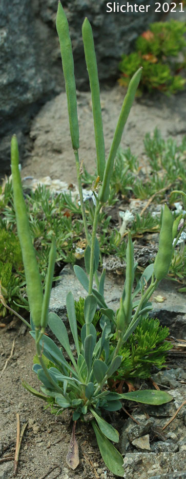 Howell's Flatseed Rockcress: Boechera howellii (Synonyms: Arabis howellii, Arabis platysperma, Arabis platysperma var. howellii)