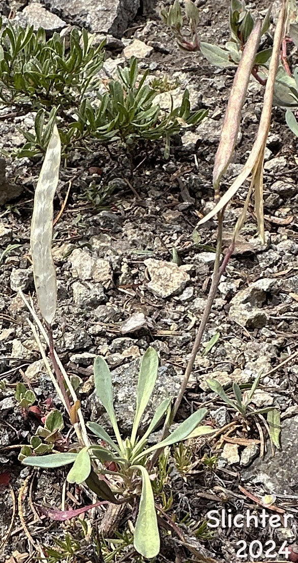 Mature fruits of Howell's Flatseed Rockcress: Boechera howellii (Synonyms: Arabis howellii, Arabis platysperma, Arabis platysperma var. howellii)