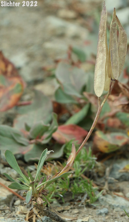Howell's Flatseed Rockcress: Boechera howellii (Synonyms: Arabis howellii, Arabis platysperma, Arabis platysperma var. howellii)