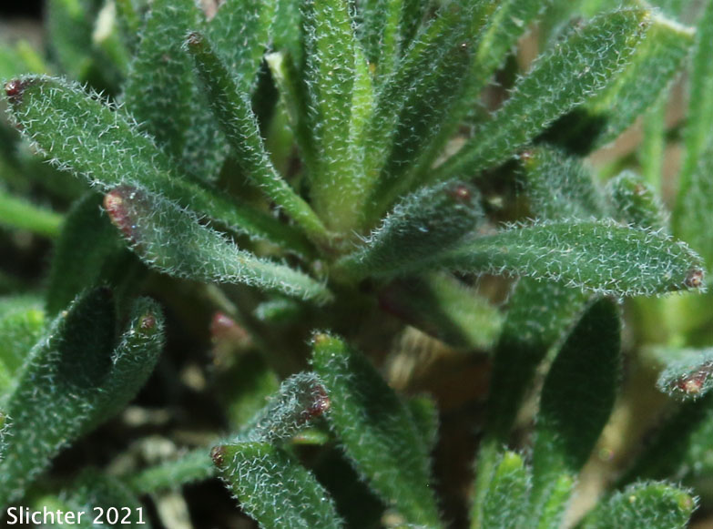 Small-leaved Rockcress, Littleleaf Rockcress: Boechera microphylla (Synonyms: Arabis microphylla, Arabis microphylla var. macounii, Arabis microphylla var. microphylla, Boechera microphylla var. microphylla)