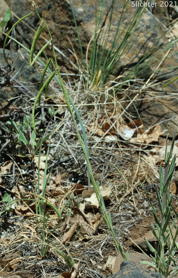 Black-flowered Rockcress, Hairystem Rockcress, Sicklepod Rockcress: Boechera pauciflora (Synonyms: Arabis campyloba, Arabis holboellii, Arabis holboellii var. pinetorum, Arabis perelegans, Arabis sparsiflora, Arabis sparsiflora var. columbiana, Arabis sparsiflora var. subvillosa, Boechera sparsiflora var. subvillosa)
