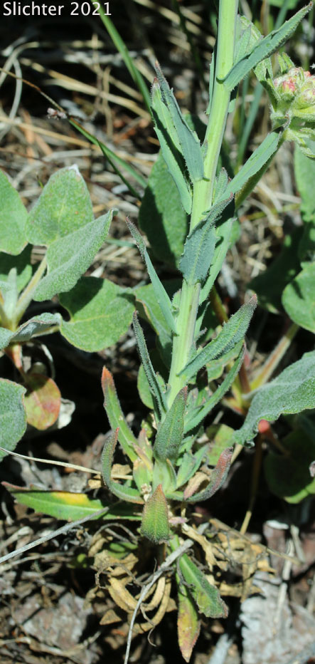 Black-flowered Rockcress, Hairystem Rockcress, Sicklepod Rockcress: Boechera pauciflora (Synonyms: Arabis campyloba, Arabis holboellii, Arabis holboellii var. pinetorum, Arabis perelegans, Arabis sparsiflora, Arabis sparsiflora var. columbiana, Arabis sparsiflora var. subvillosa, Boechera sparsiflora var. subvillosa)