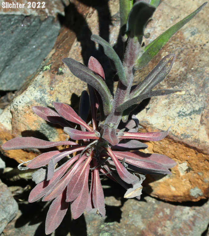 Black-flowered Rockcress, Hairystem Rockcress, Sicklepod Rockcress: Boechera pauciflora (Synonyms: Arabis campyloba, Arabis holboellii, Arabis holboellii var. pinetorum, Arabis perelegans, Arabis sparsiflora, Arabis sparsiflora var. columbiana, Arabis sparsiflora var. subvillosa, Boechera sparsiflora var. subvillosa)