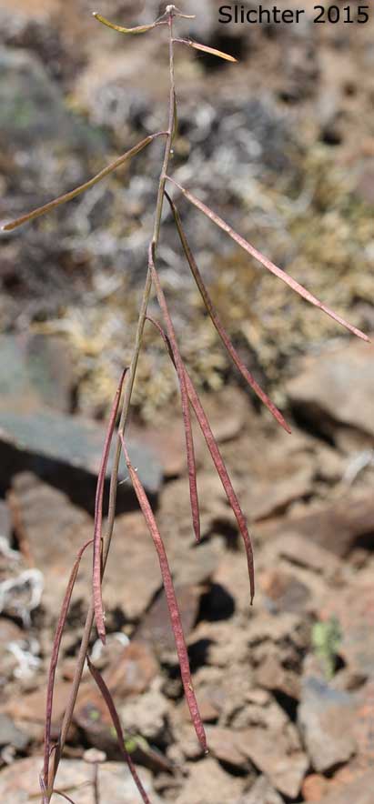 Black-flowered Rockcress, Hairystem Rockcress, Sicklepod Rockcress: Boechera pauciflora (Synonyms: Arabis campyloba, Arabis holboellii, Arabis holboellii var. pinetorum, Arabis perelegans, Arabis sparsiflora, Arabis sparsiflora var. columbiana, Arabis sparsiflora var. subvillosa, Boechera sparsiflora var. subvillosa)