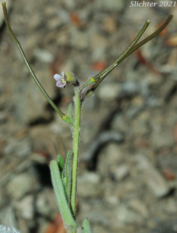 Sicklepod Rockcress, Black-flowered Rockcress, Elegant Rockcress: Boechera sparsiflora (Synonyms: Arabis arcoidea, Arabis peramoena, Arabis polytricha, Arabis sparsiflora, Arabis sparsiflora var. peramoena, Arabis sparsiflora var. sparsiflora, Boechera sparsiflora var. sparsiflora)