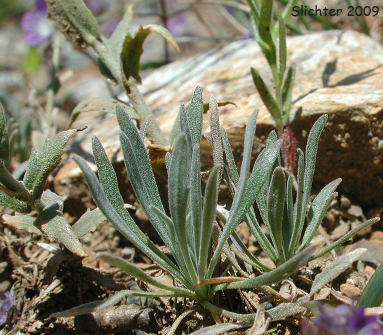 Basal and stem leaves of Ashy Rockcress: Boechera subpinnatifida (Synonym: Arabis subpinnatifida)