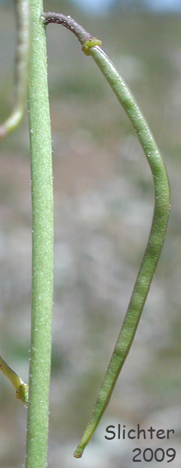 Pendulous fruit of Ashy Rockcress: Boechera subpinnatifida (Synonym: Arabis subpinnatifida)