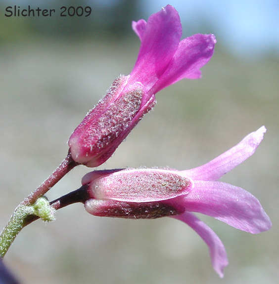 Ashy Rockcress: Boechera subpinnatifida (Synonym: Arabis subpinnatifida)