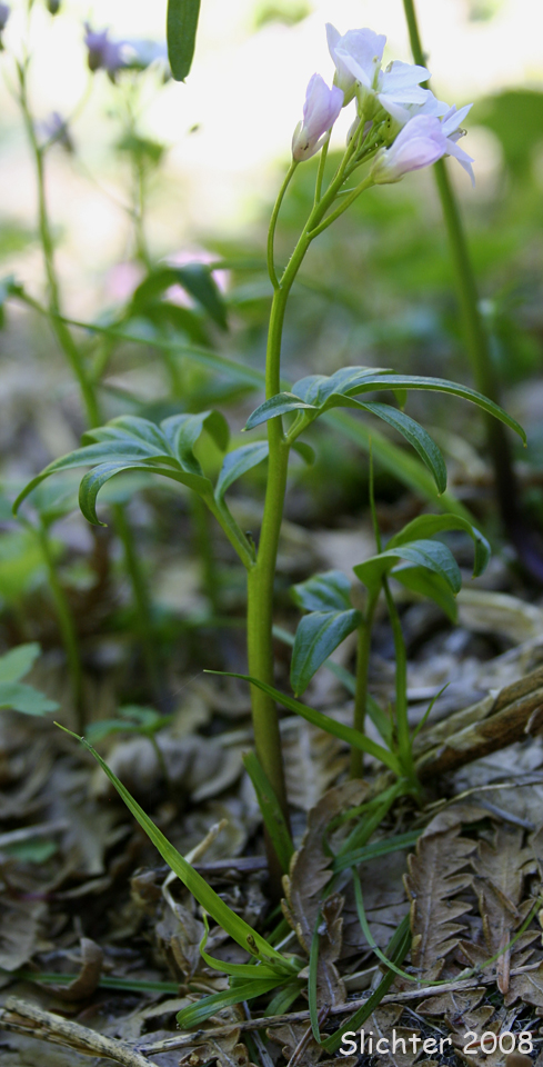Milk Maids, California Toothwort: Cardamine californica (Synonyms: Cardamine californica var. californica, Cardamine californica var. integrifolia, Cardamine californica var. sinuata, Cardamine integrifolia, Cardamine integrifolia var. integrifolia, Cardamine integrifolia var. sinuata, Dentaria californica, Dentaria californica var. californica, Dentaria californica var. sinuata)