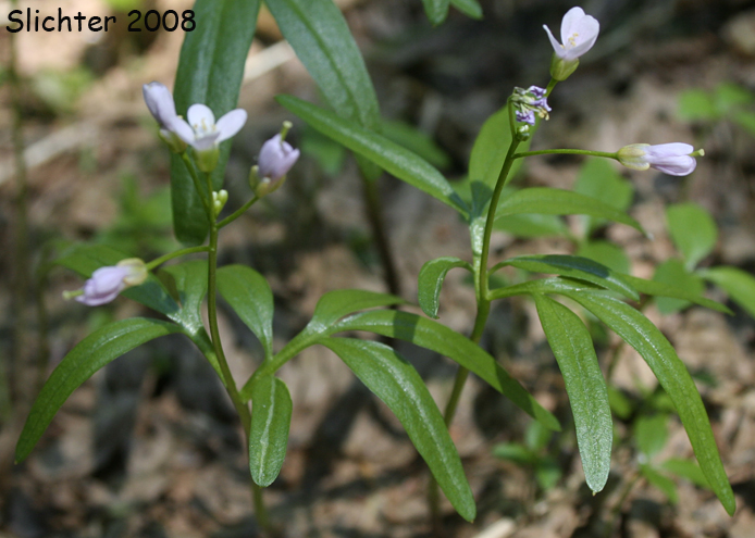Milk Maids, California Toothwort: Cardamine californica (Synonyms: Cardamine californica var. californica, Cardamine californica var. integrifolia, Cardamine californica var. sinuata, Cardamine integrifolia, Cardamine integrifolia var. integrifolia, Cardamine integrifolia var. sinuata, Dentaria californica, Dentaria californica var. californica, Dentaria californica var. sinuata)