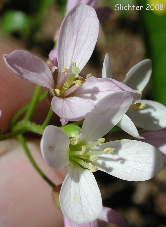 Flowers of Milk Maids, California Toothwort: Cardamine californica (Synonyms: Cardamine californica var. californica, Cardamine californica var. integrifolia, Cardamine californica var. sinuata, Cardamine integrifolia, Cardamine integrifolia var. integrifolia, Cardamine integrifolia var. sinuata, Dentaria californica, Dentaria californica var. californica, Dentaria californica var. sinuata)