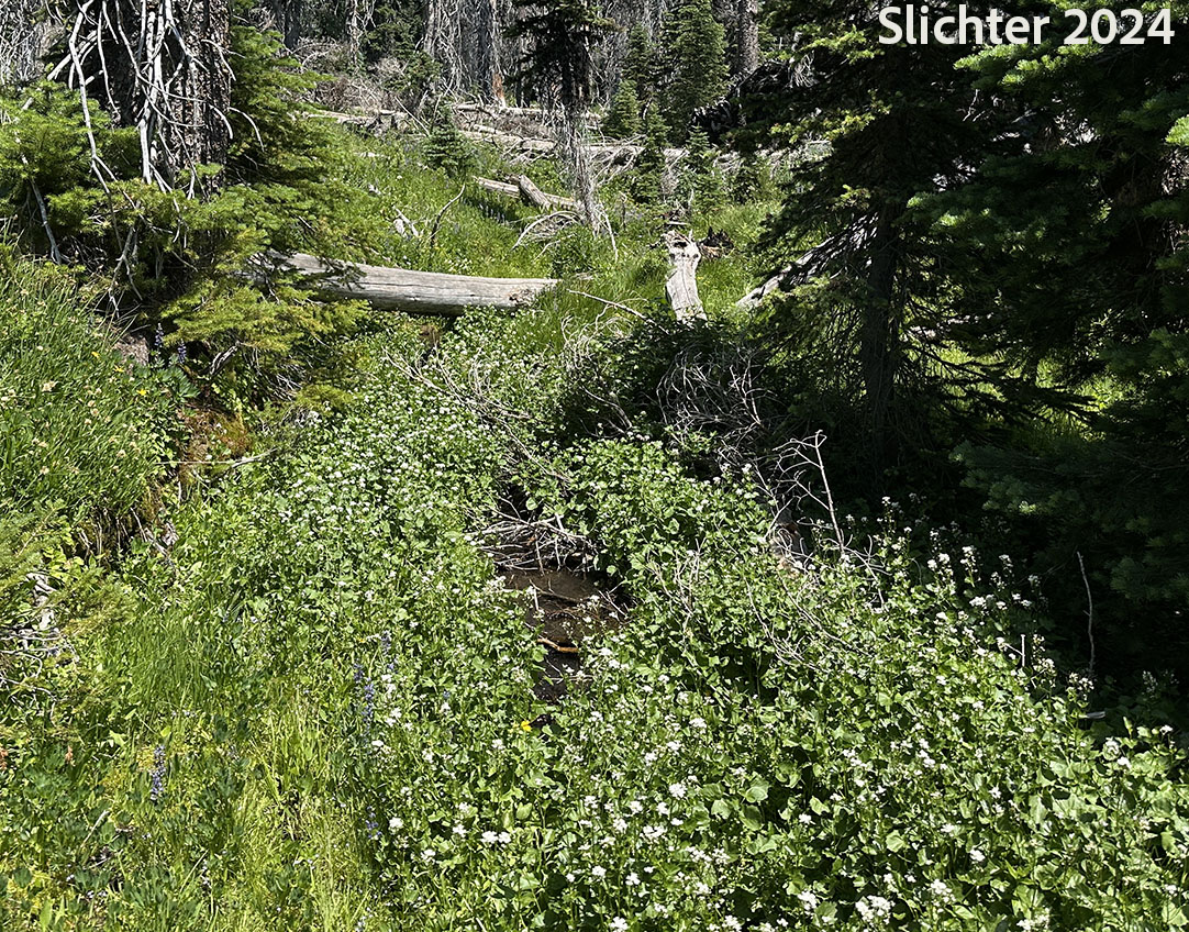 Habitat of Heartleaf Bittercress, Heart-leaved Bittercress, Large Mountain Bittercress, Lyall's Bittercress: Cardamine cordifolia var. lyallii (Synonyms: Cardamine cordifolia, Cardamine lyallii)