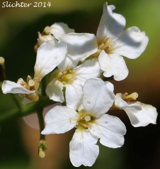 Flowers of Heartleaf Bittercress, Heart-leaved Bittercress, Large Mountain Bittercress, Lyall's Bittercress: Cardamine cordifolia var. lyallii (Synonyms: Cardamine cordifolia, Cardamine lyallii)