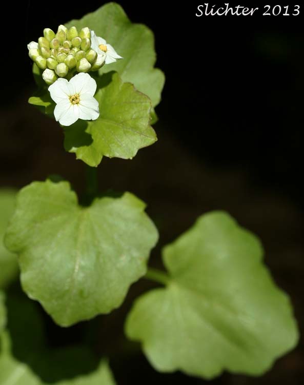 Heartleaf Bittercress, Heart-leaved Bittercress, Large Mountain Bittercress, Lyall's Bittercress: Cardamine cordifolia var. lyallii (Synonyms: Cardamine cordifolia, Cardamine lyallii)